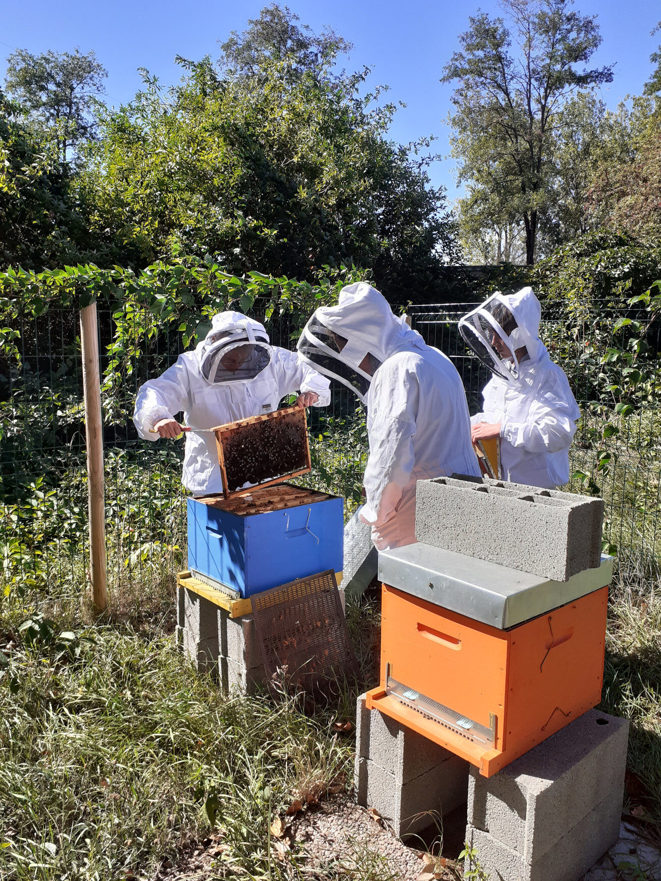 abeilles 2022.jpg